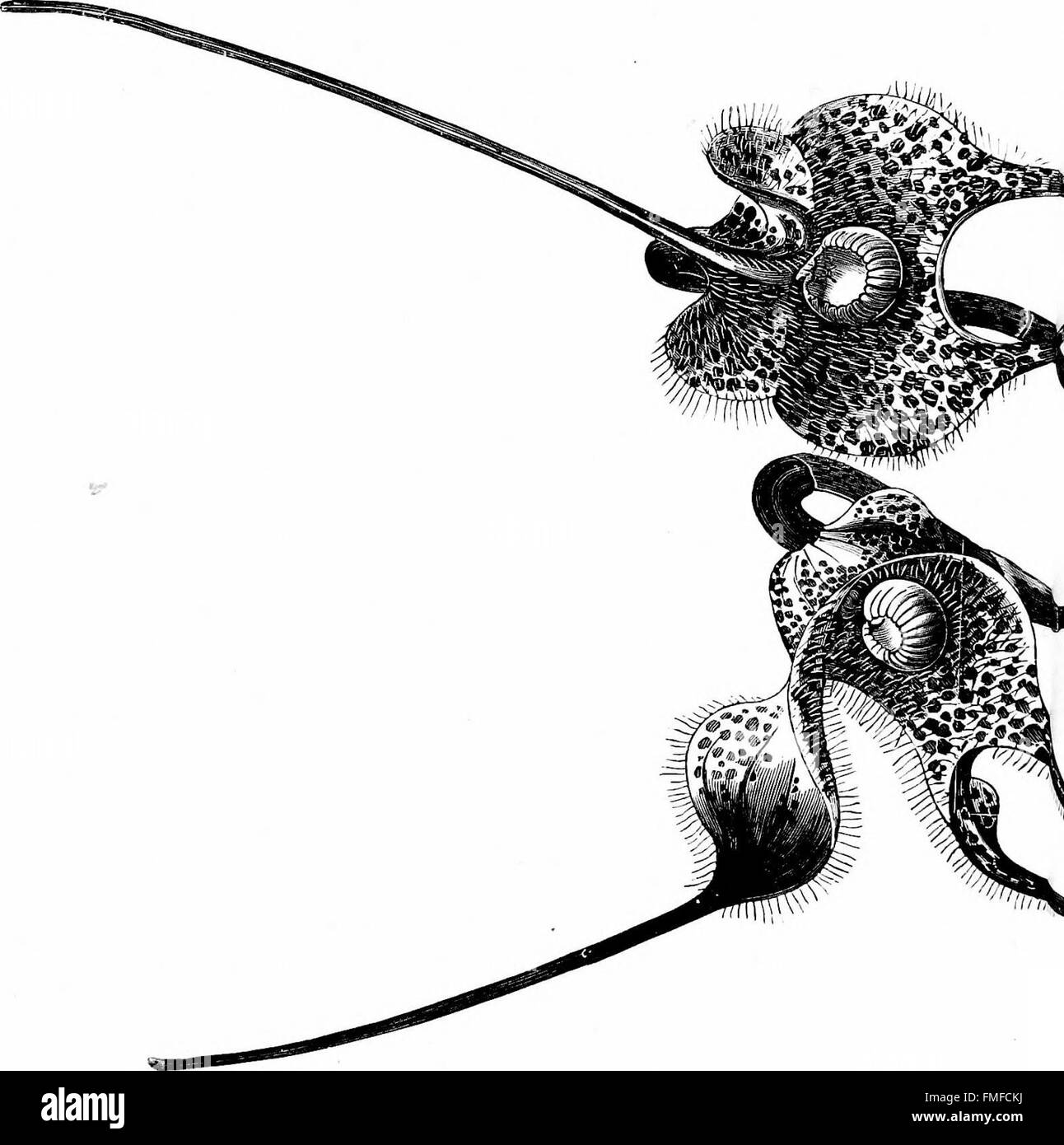 The orchid-grower's manual, containing descriptions of the best species