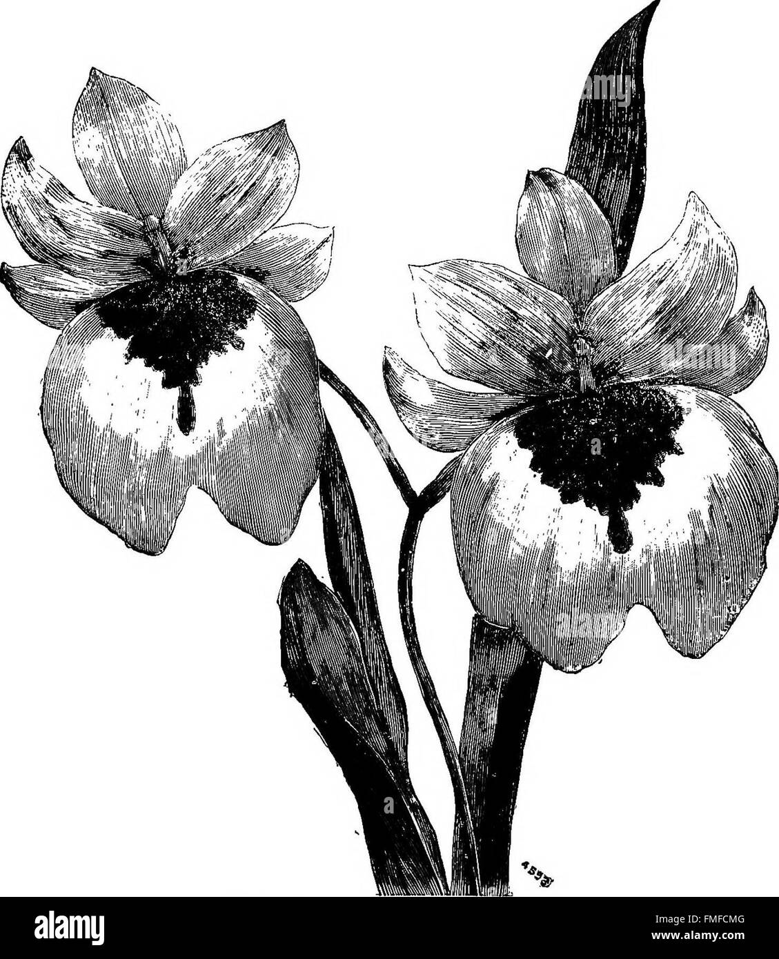 The orchid-grower's manual, containing descriptions of the best species