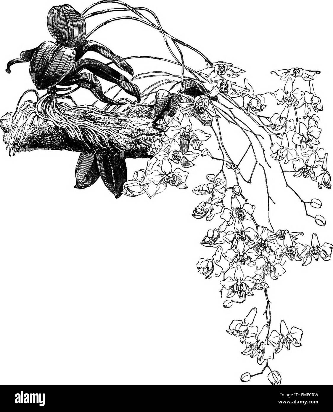 The orchid-grower's manual, containing descriptions of the best species