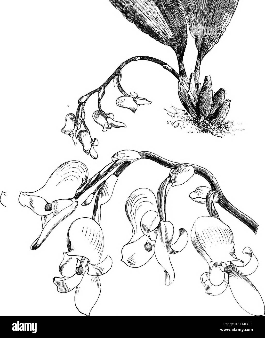 The orchid-grower's manual, containing descriptions of the best species