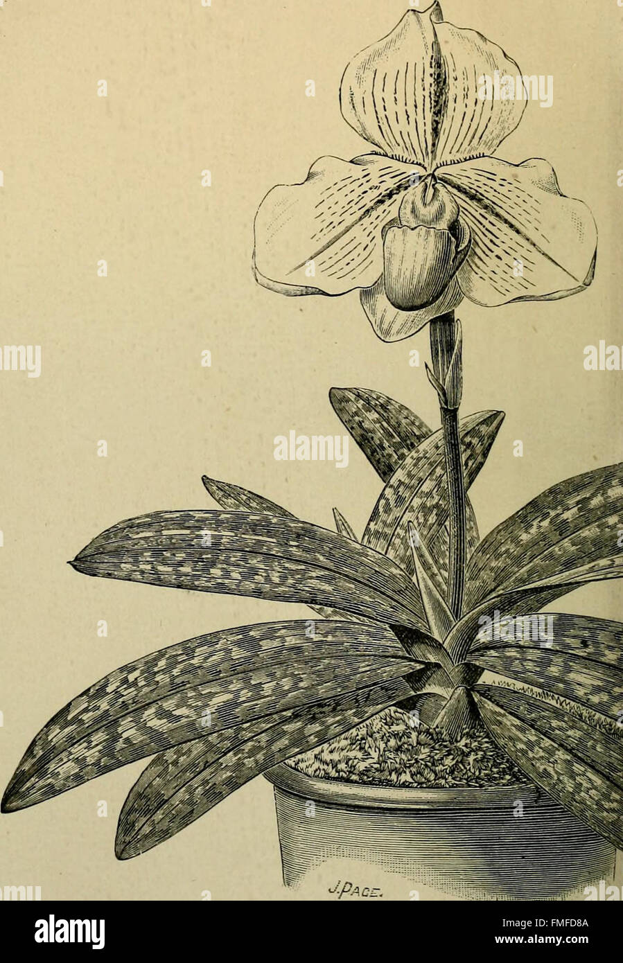 The orchidgrower's manual containing descriptions of the best