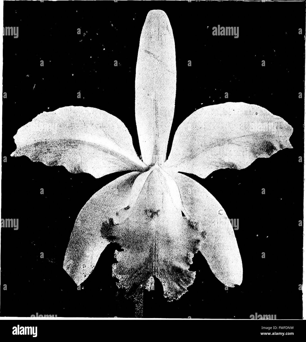 The orchid stud-book- an enumeration of hybrid orchids of artificial origin, with their parents, raisers, date of first flowering, references to descriptions and figures, and synonymy. With an Stock Photo