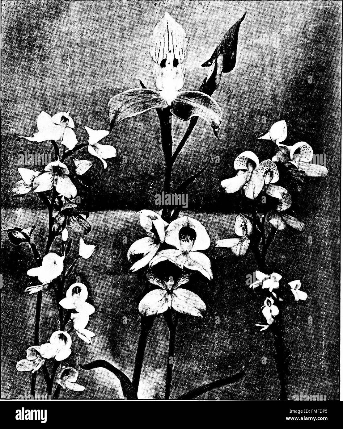 The orchid stud-book- an enumeration of hybrid orchids of artificial origin, with their parents, raisers, date of first flowering, references to descriptions and figures, and synonymy. With an Stock Photo