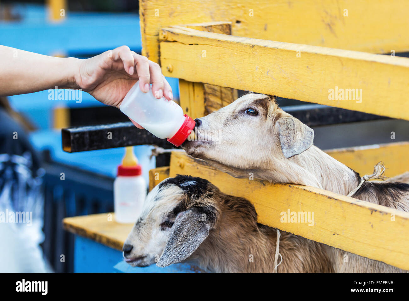 Feeding goat with a bottle of milk Stock Photo Alamy