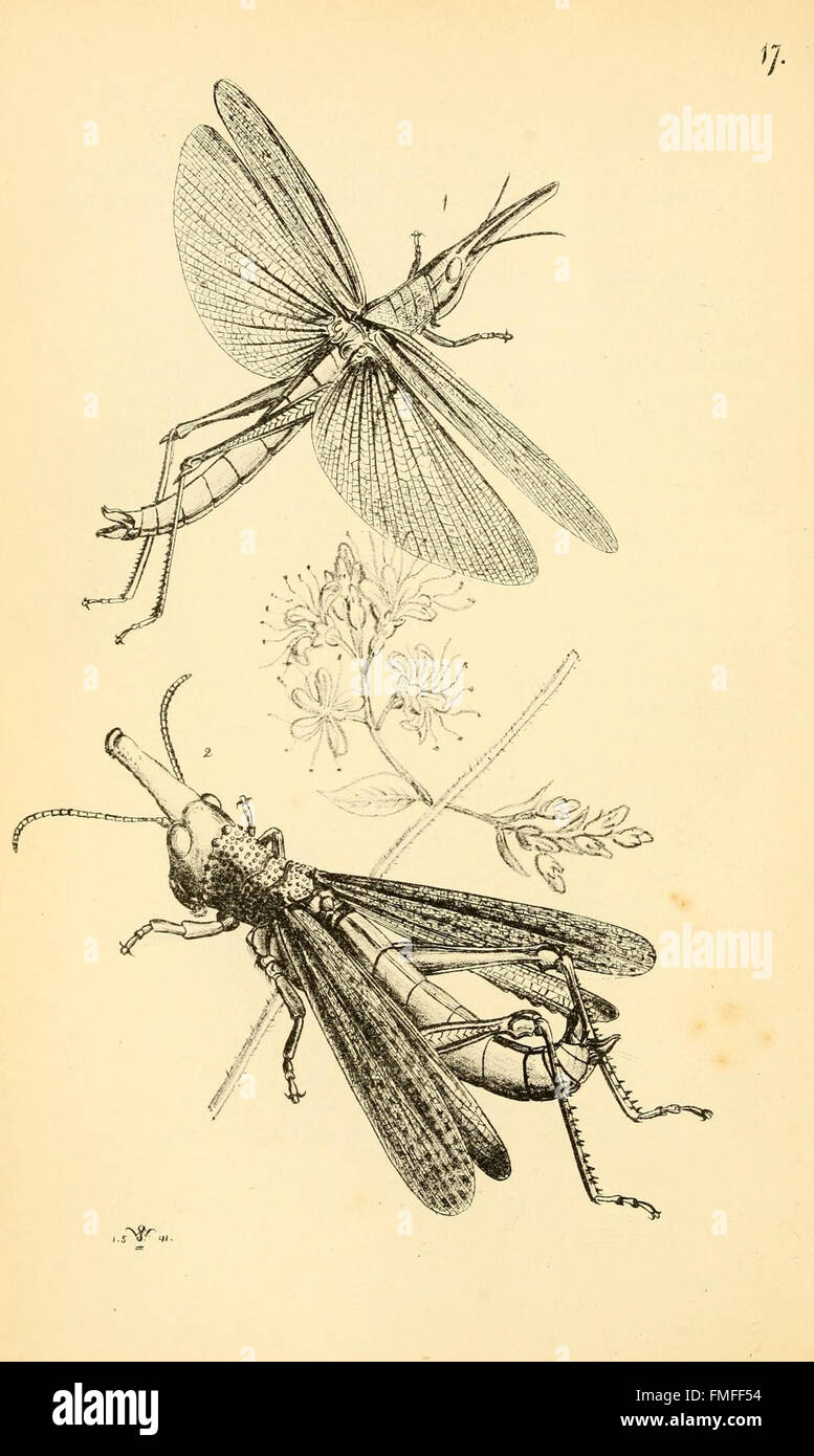 This plate from 'Arcana Entomologica' presents illustrations of rare ...
