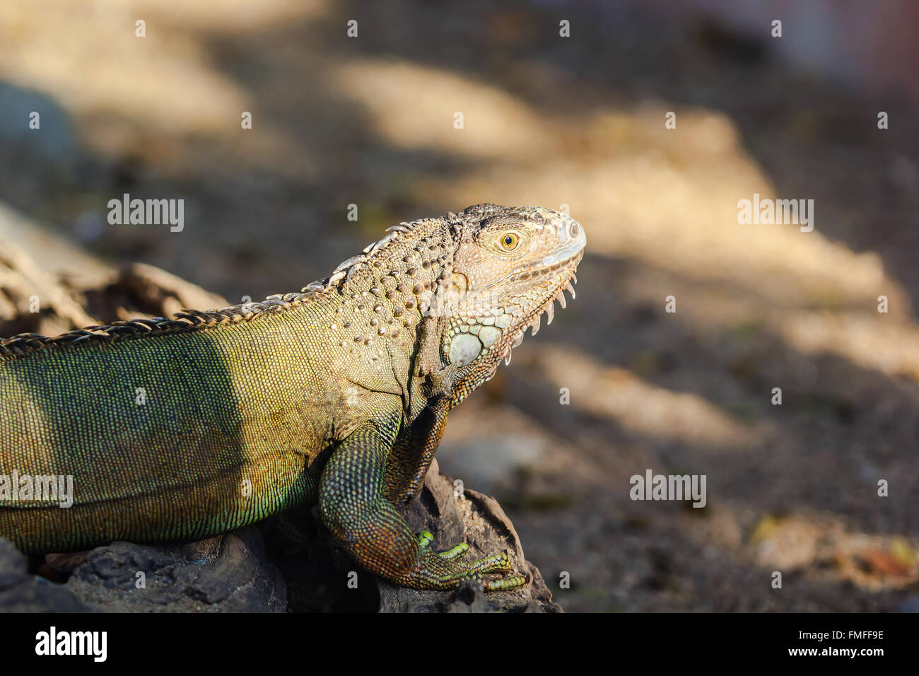 Close up shot Iguana hang on the rock Stock Photo