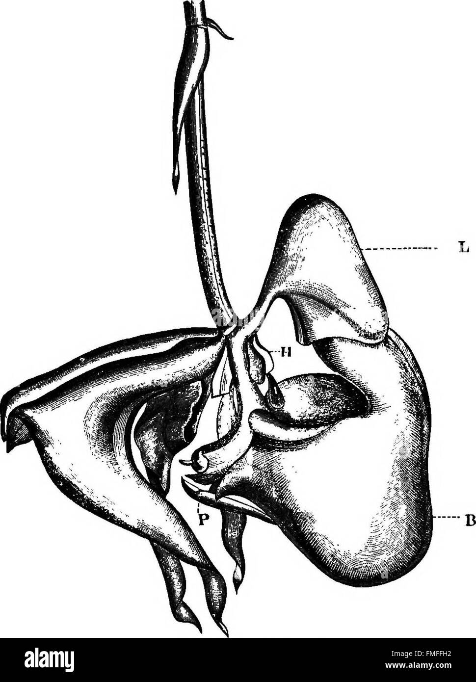 Published in 1895, this work explores the intricate mechanisms by which ...
