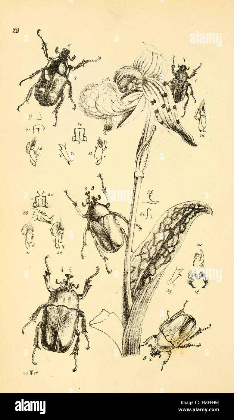 Plate 29 from 'Arcana Entomologica' depicts rare and newly discovered ...