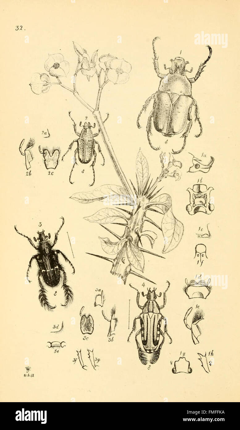 'Arcana Entomologica' features illustrations of rare and newly ...