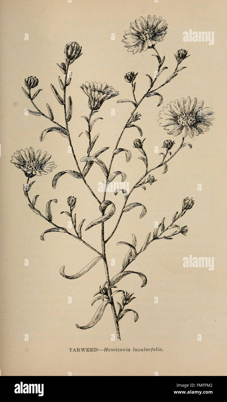 The wild flowers of California (Page 189 Stock Photo - Alamy