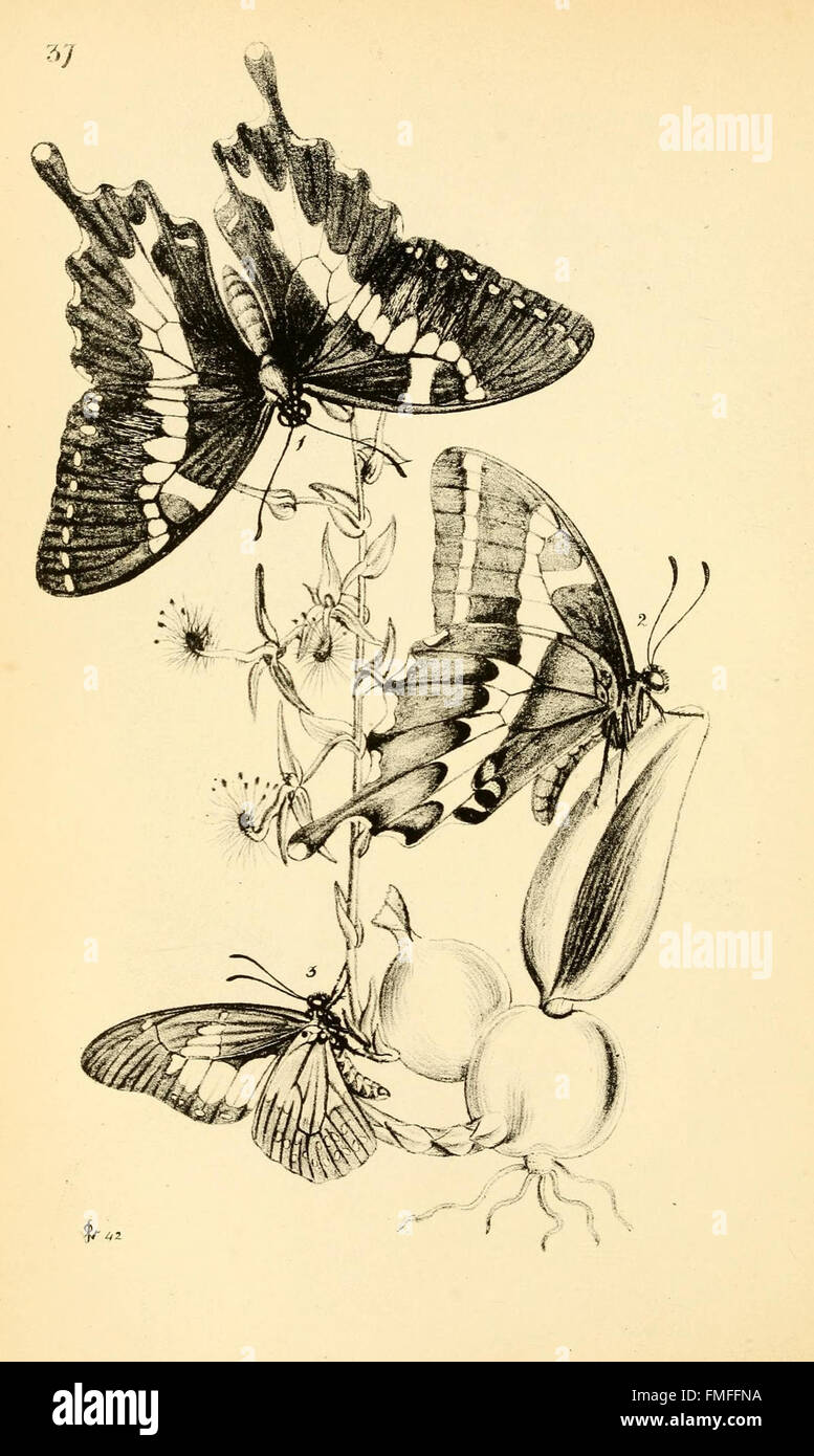 *Arcana Entomologica* provides illustrations of rare and newly ...