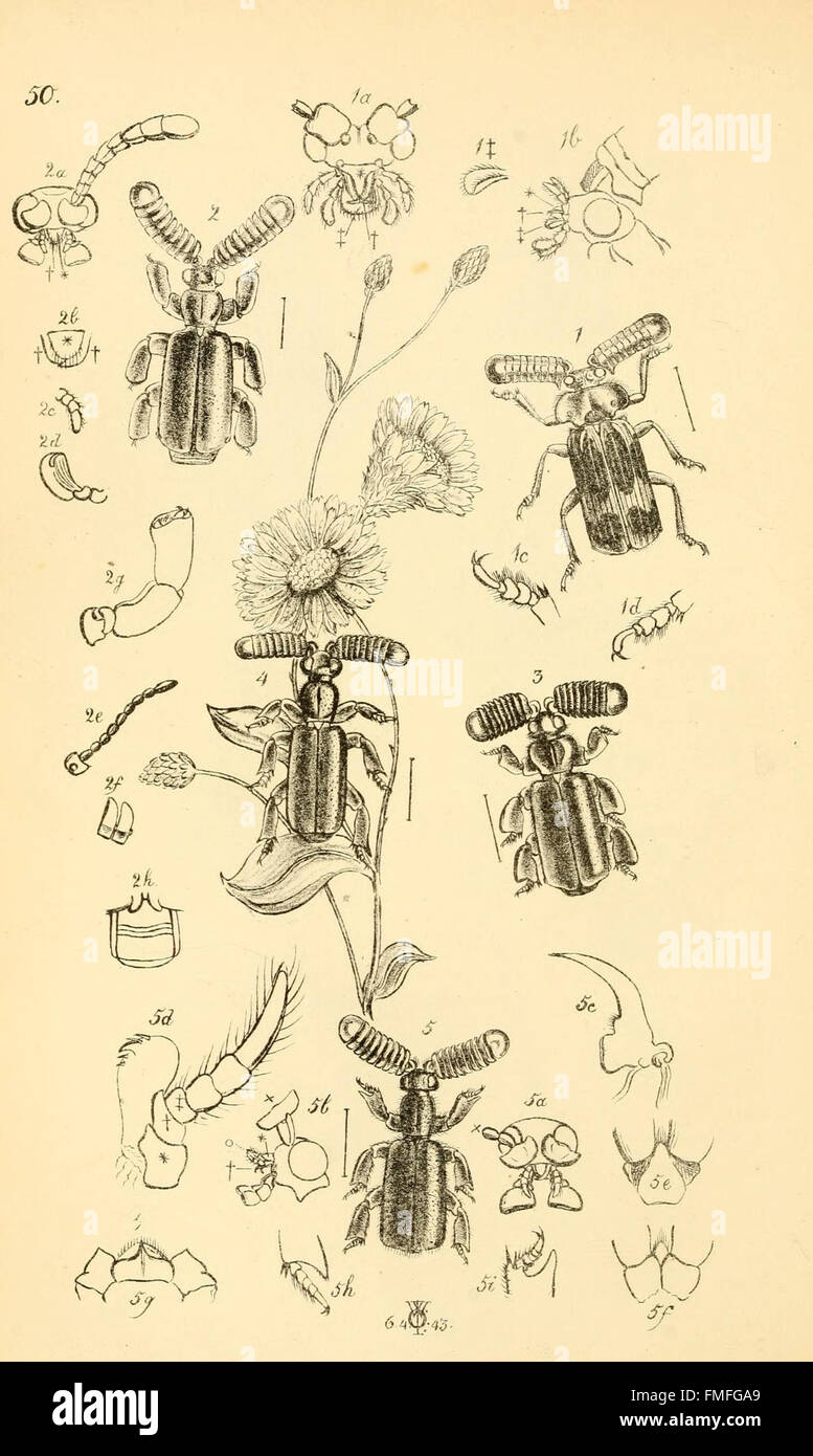 Plate 50 from *Arcana Entomologica* presents illustrations of rare and ...