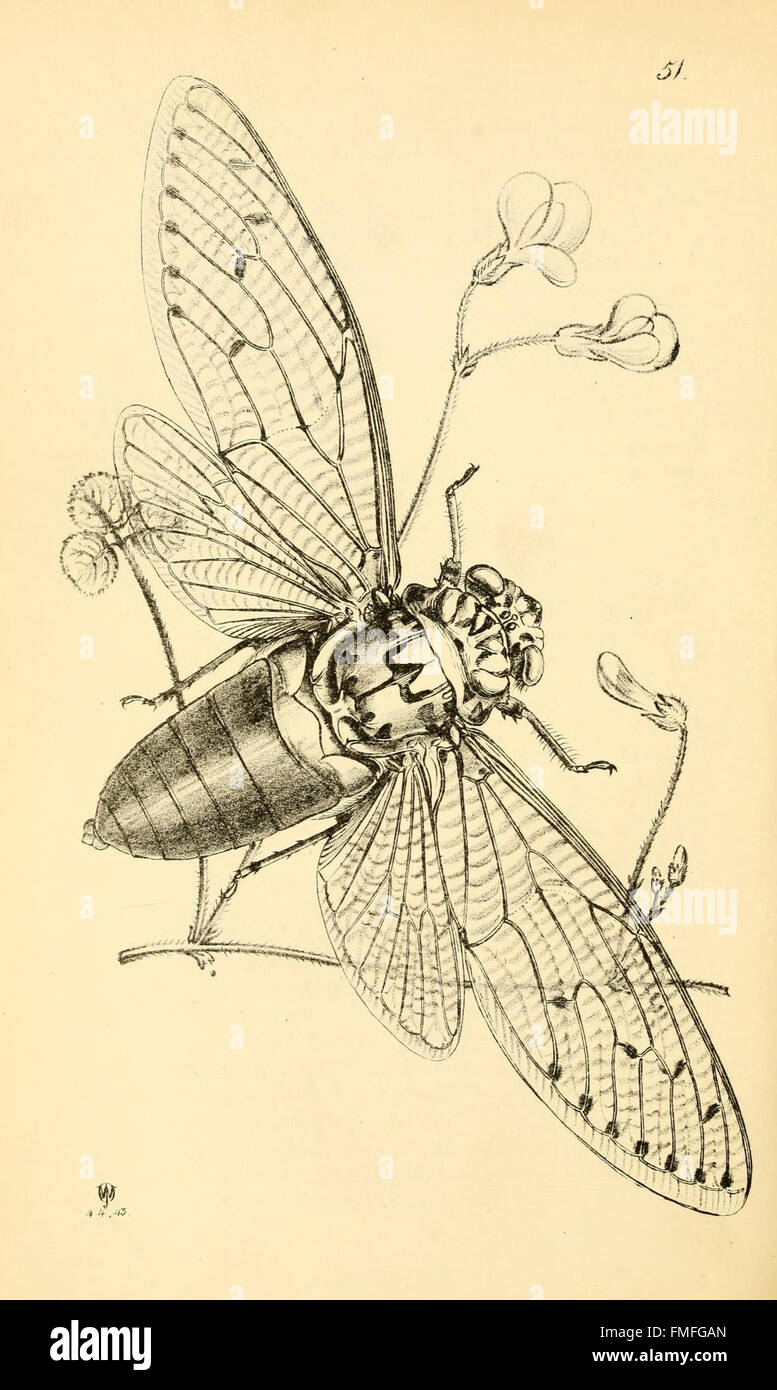 Plate 51 from 'Arcana Entomologica' presents detailed illustrations of ...