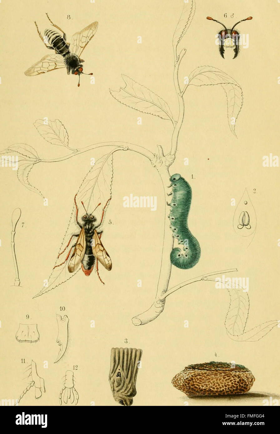 Insect Etry This entry from 'Tijdschrift voor Entomologie' (1859) features articles ...
