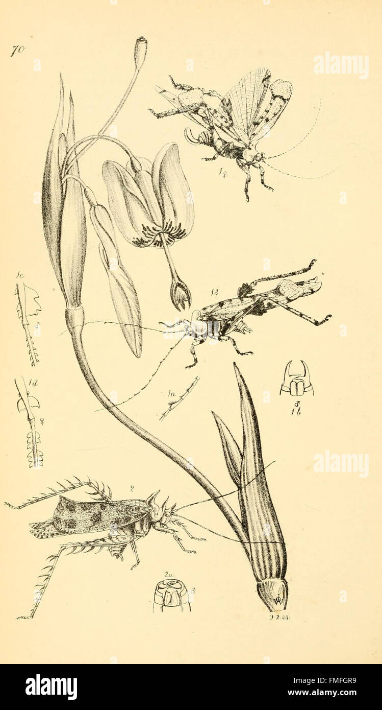 Plate 70 from 'Arcana Entomologica' presents detailed illustrations of ...