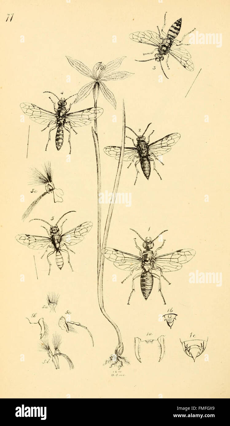 Plate 77 of 'Arcana Entomologica' showcases new and rare insect species ...