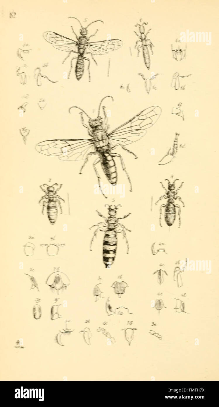 Plate 82 from 'Arcana Entomologica' showcases rare and newly discovered ...