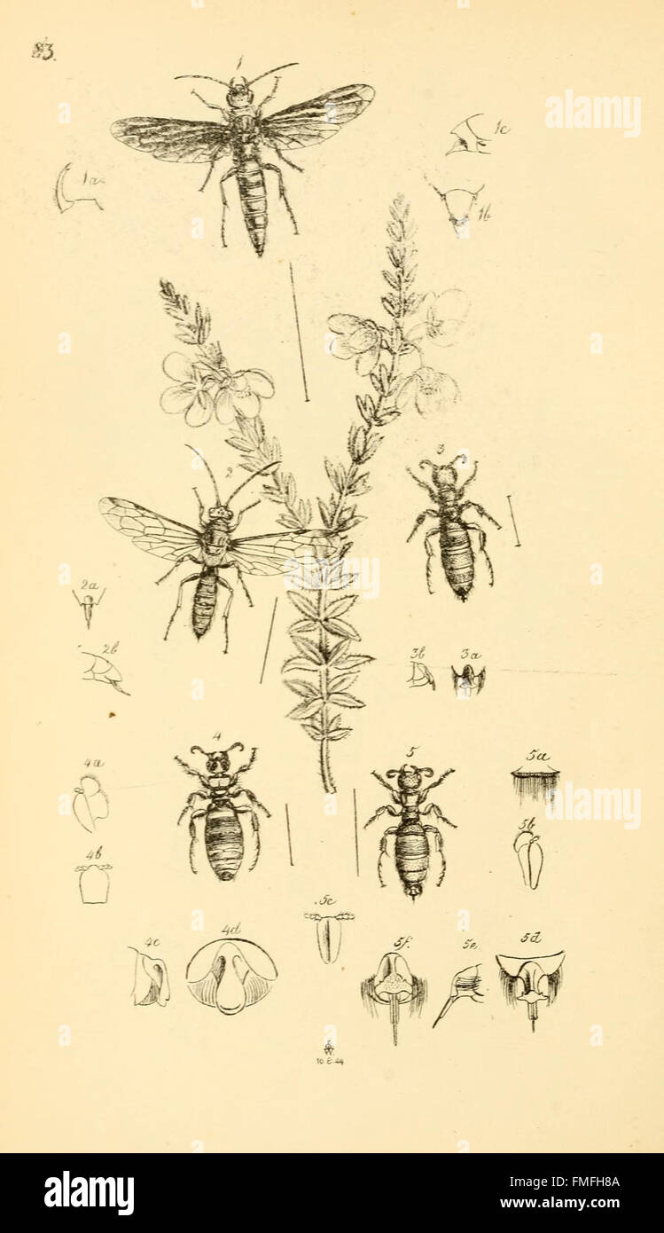 Plate 83 from *Arcana Entomologica* presents rare and newly discovered ...