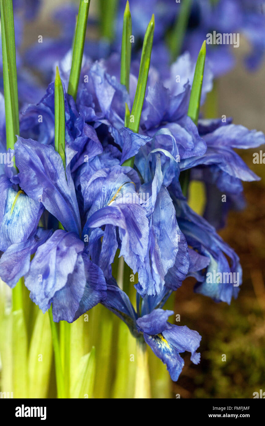 Iris Lady Beatrix Stanley. Dwarf iris close up flower Stock Photo