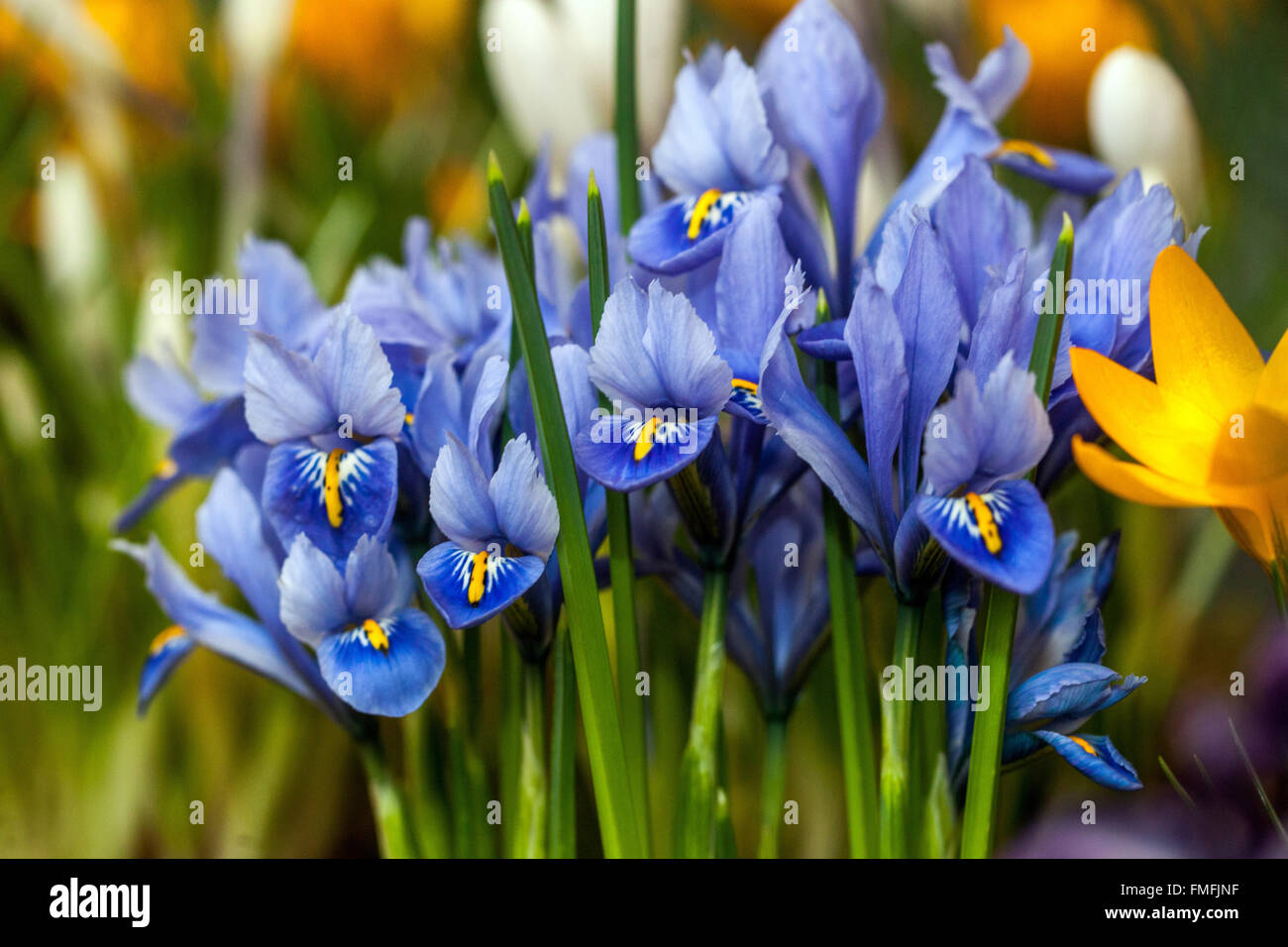Iris reticulata 'Harmony'. blue irises Crocus flower Stock Photo
