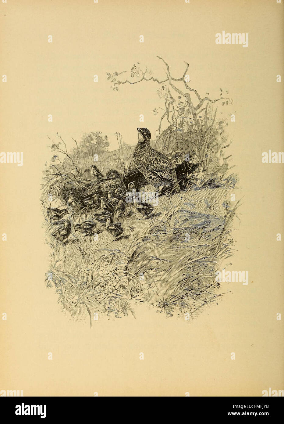 Ways of wood folk (Plate 4 Stock Photo Alamy