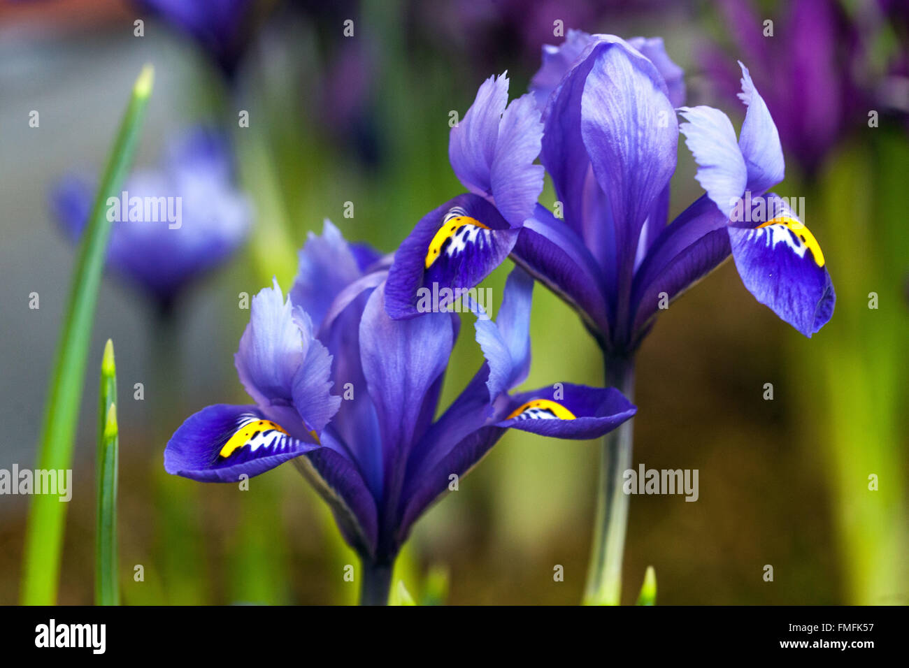 Iris reticulata 'Rapsody'. Dwarf iris flower Stock Photo