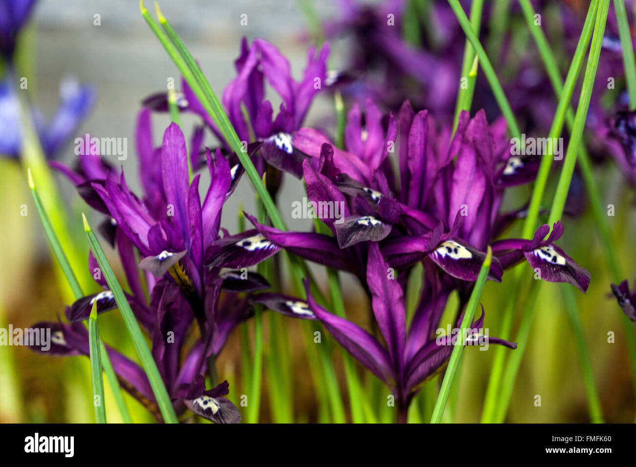 Iris reticulata 'Pauline'. Dwarf iris flower, purple blossom Stock Photo