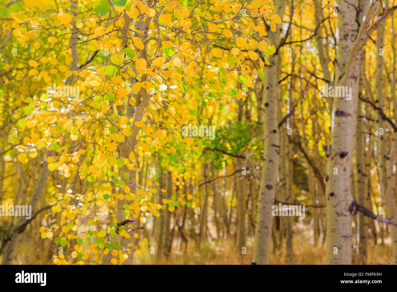 Beautiful fall color at June Lake Loop, California Stock Photo - Alamy