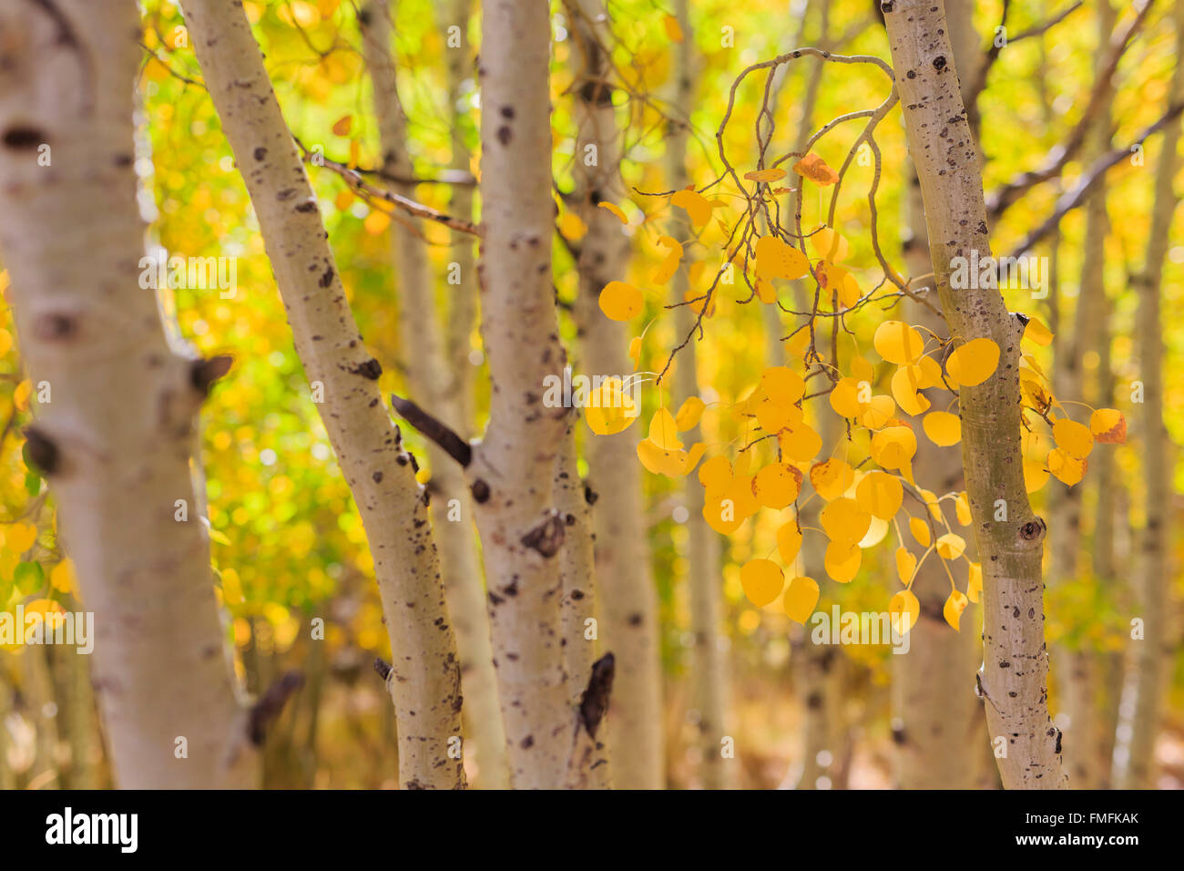 Beautiful fall color at June Lake Loop, California Stock Photo - Alamy