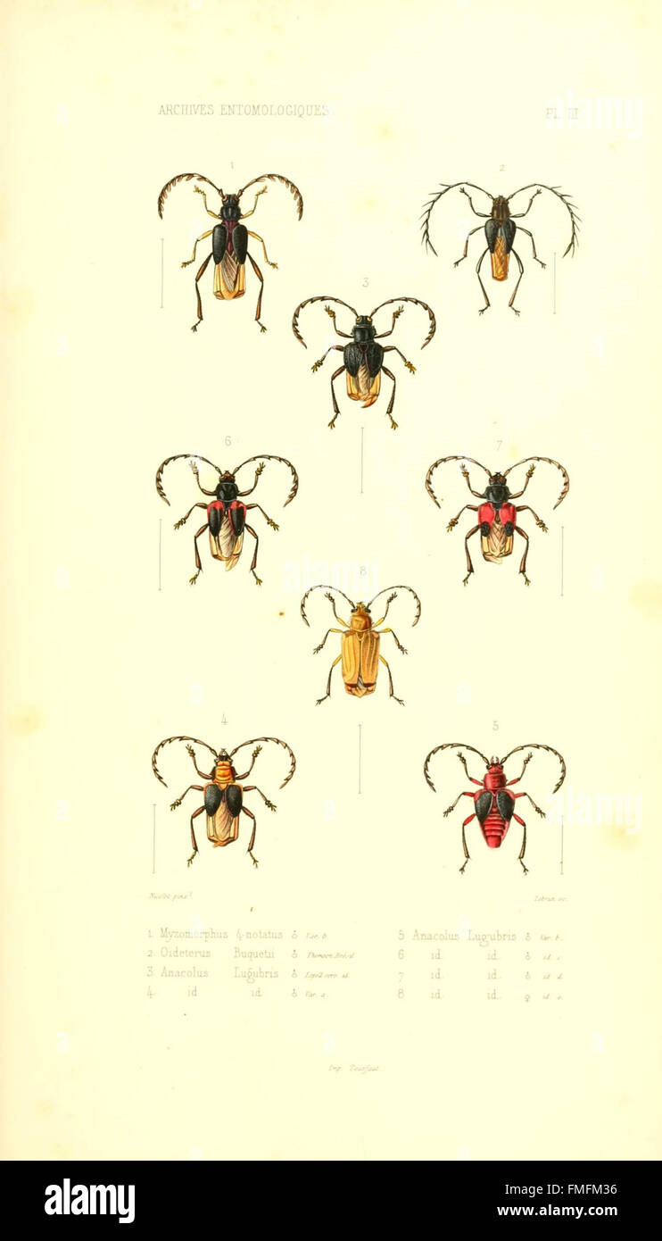This plate from 'Archives entomologiques' features illustrations of ...