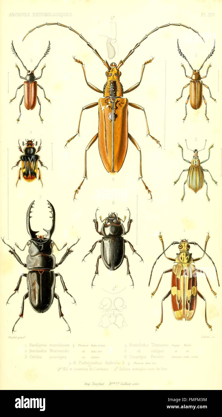 Plate XIV from 'Archives Entomologiques' features illustrations of ...