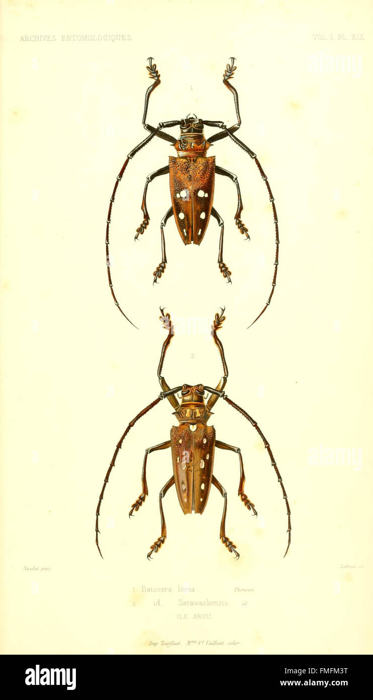 Archives entomologiques, ou, Recueil contenant des illustrations d'insectes nouveaux ou rares (Pl. XIX) Stock Photo
