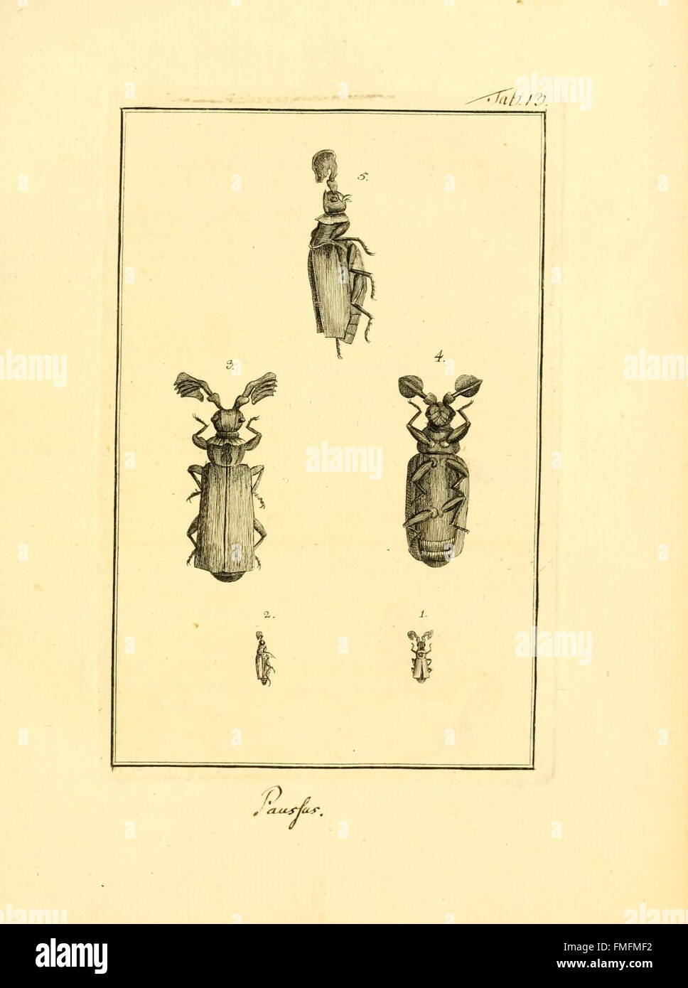 Tab. XIII from 'Archiv der Insectengeschichte' presents detailed ...