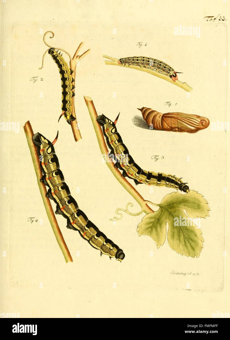 Insect Field Work Plate 33 from the 'Archiv der Insectengeschichte' features detailed ...