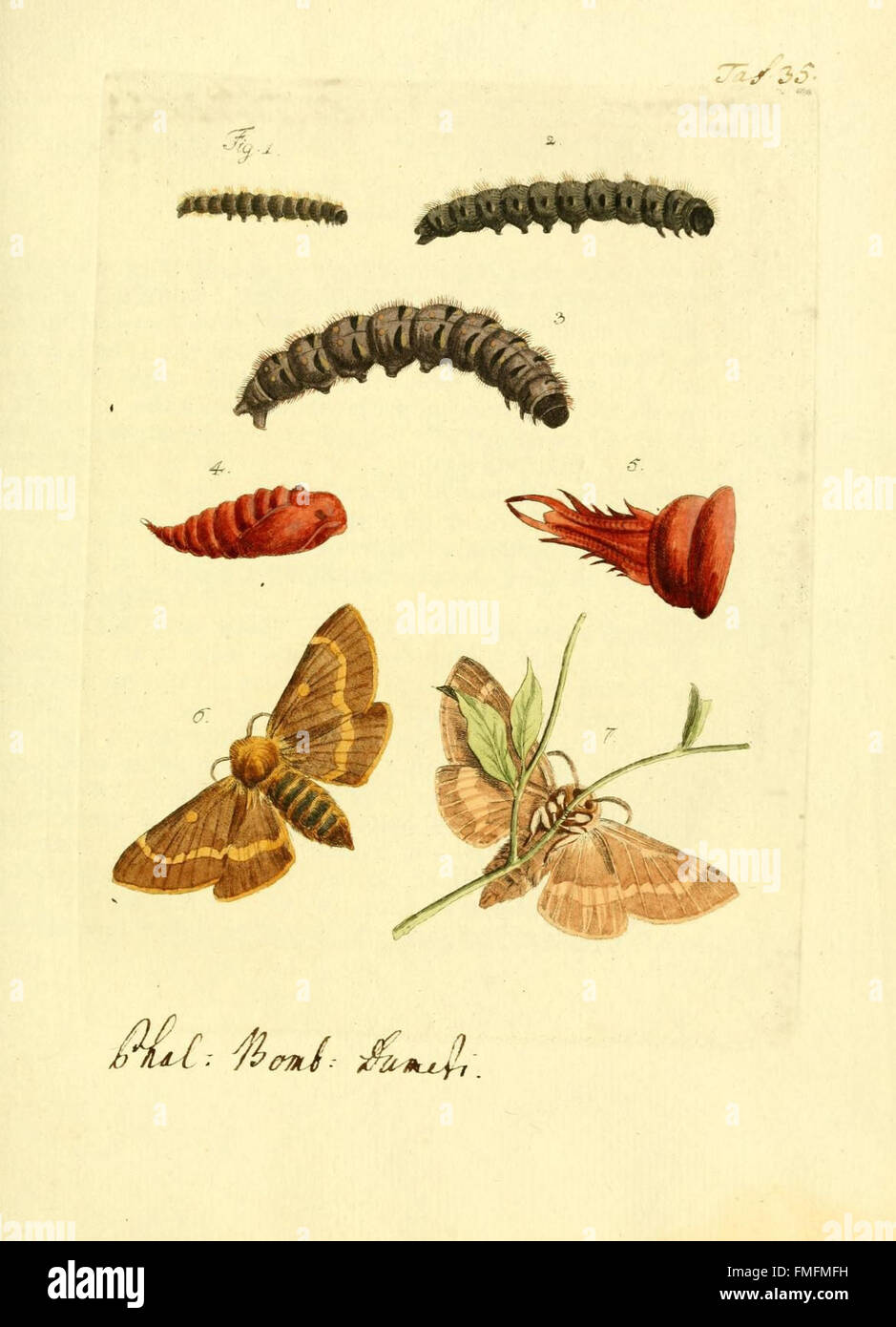 Plate 35 of *Archiv der Insectengeschichte* (Archive of Insect History ...