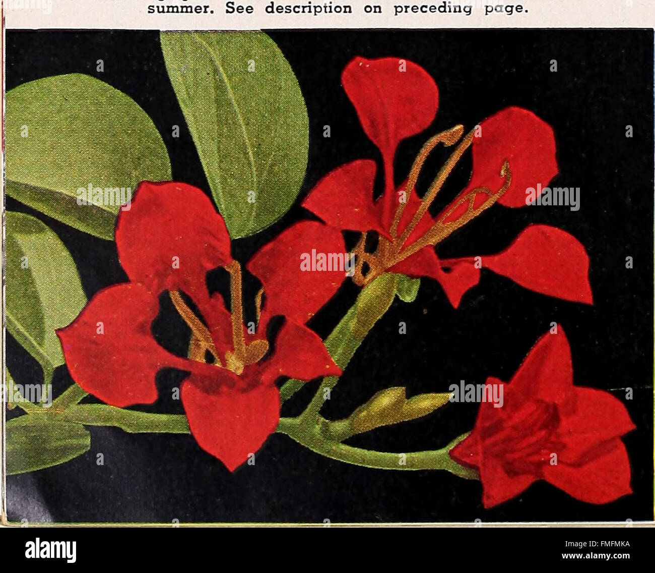 Armstrong Nurseries (1945) presents a catalog of horticultural plants