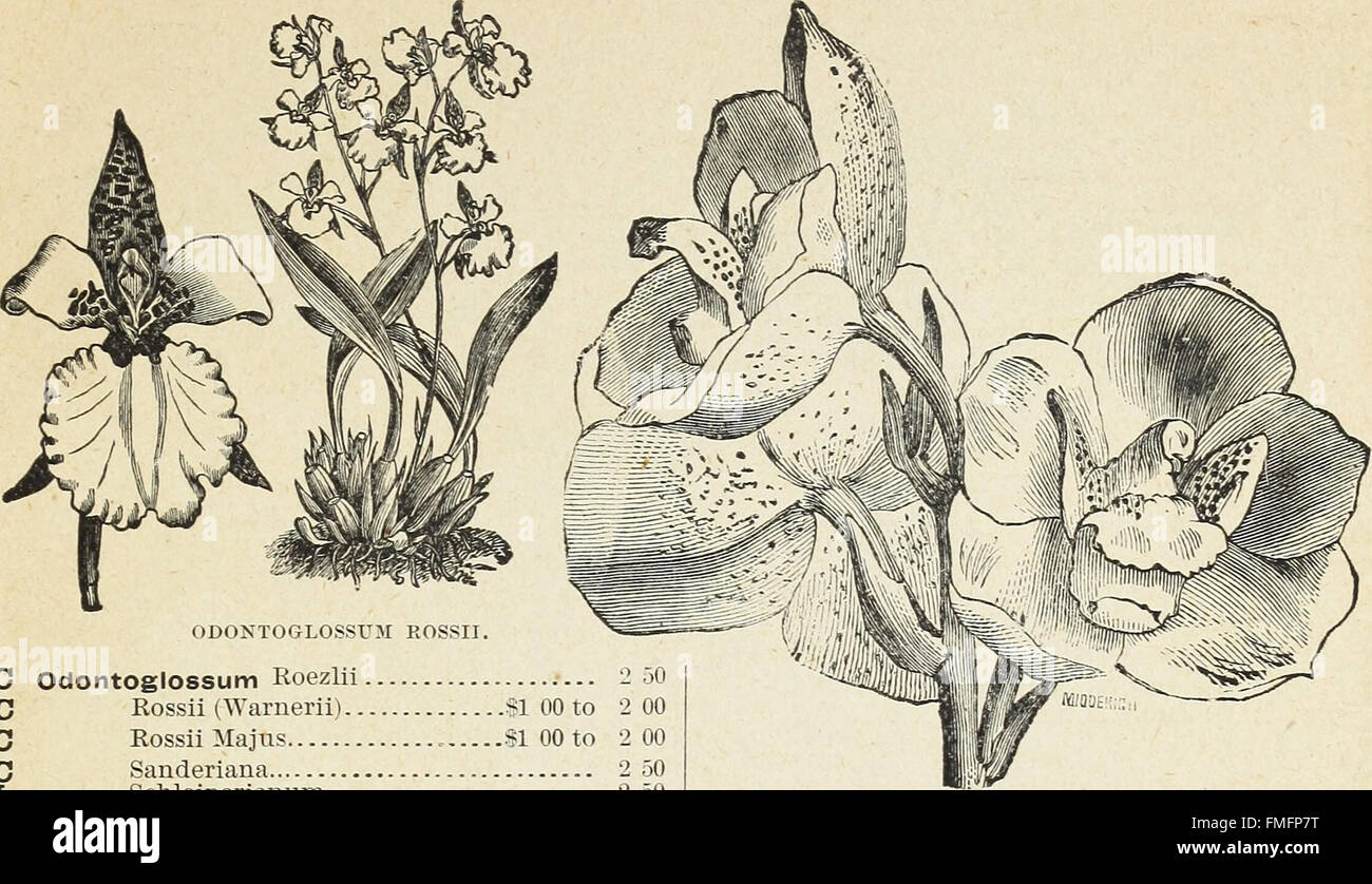 This 1890 catalogue presents a variety of orchids cultivated and
