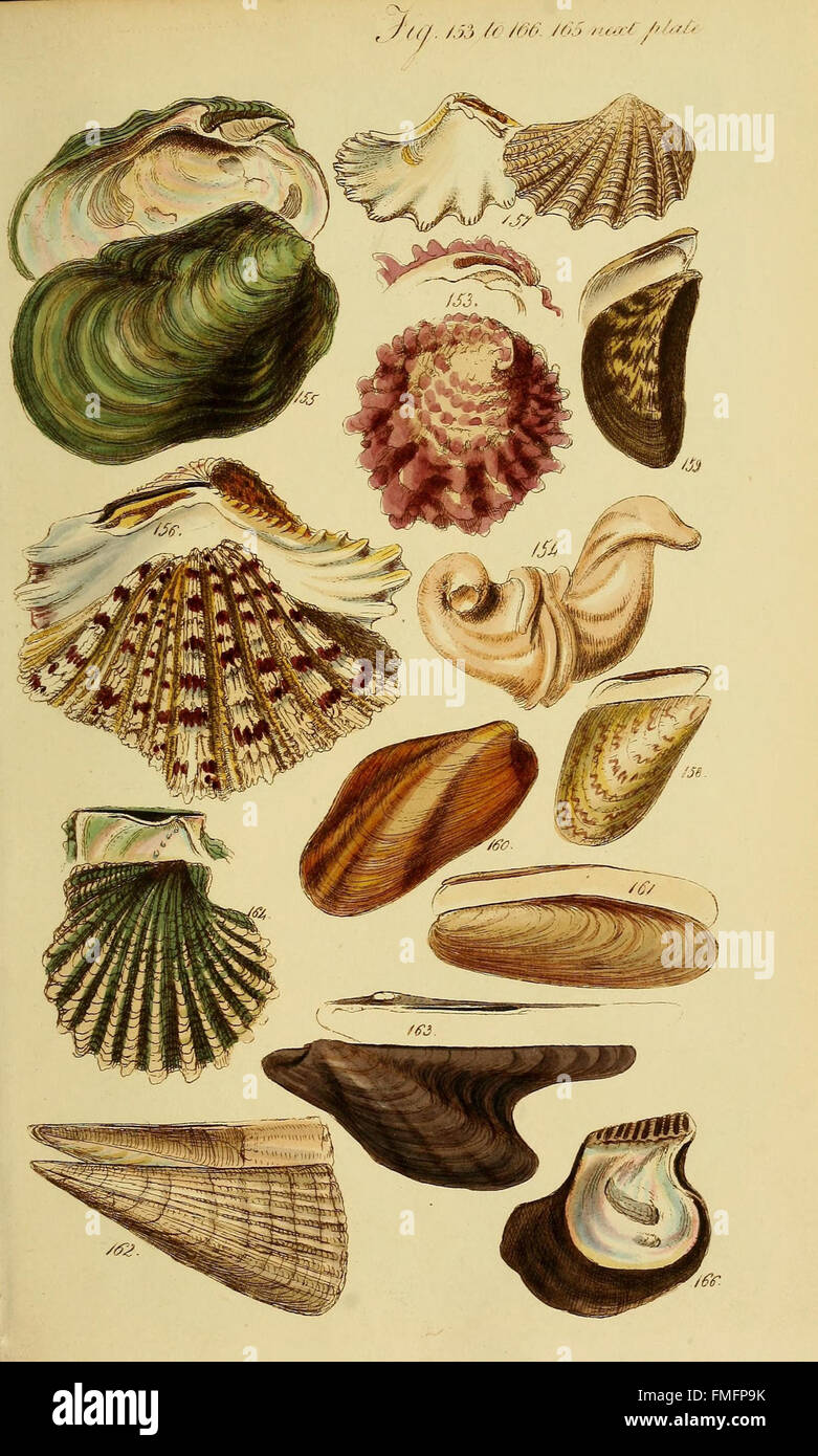 This first edition of a conchological manual provides detailed figures ...