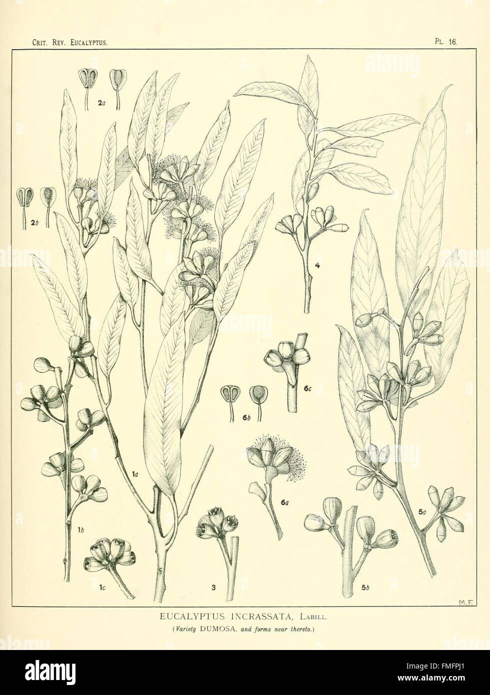 A critical revision of the genus Eucalyptus (Pl. 16 Stock Photo Alamy