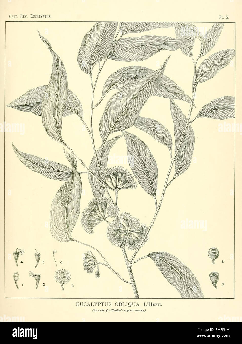 A critical revision of the genus Eucalyptus (Pl. 5 Stock Photo Alamy