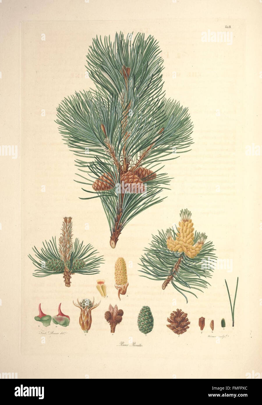 A description of the genus Pinus (Tab. II) Stock Photo