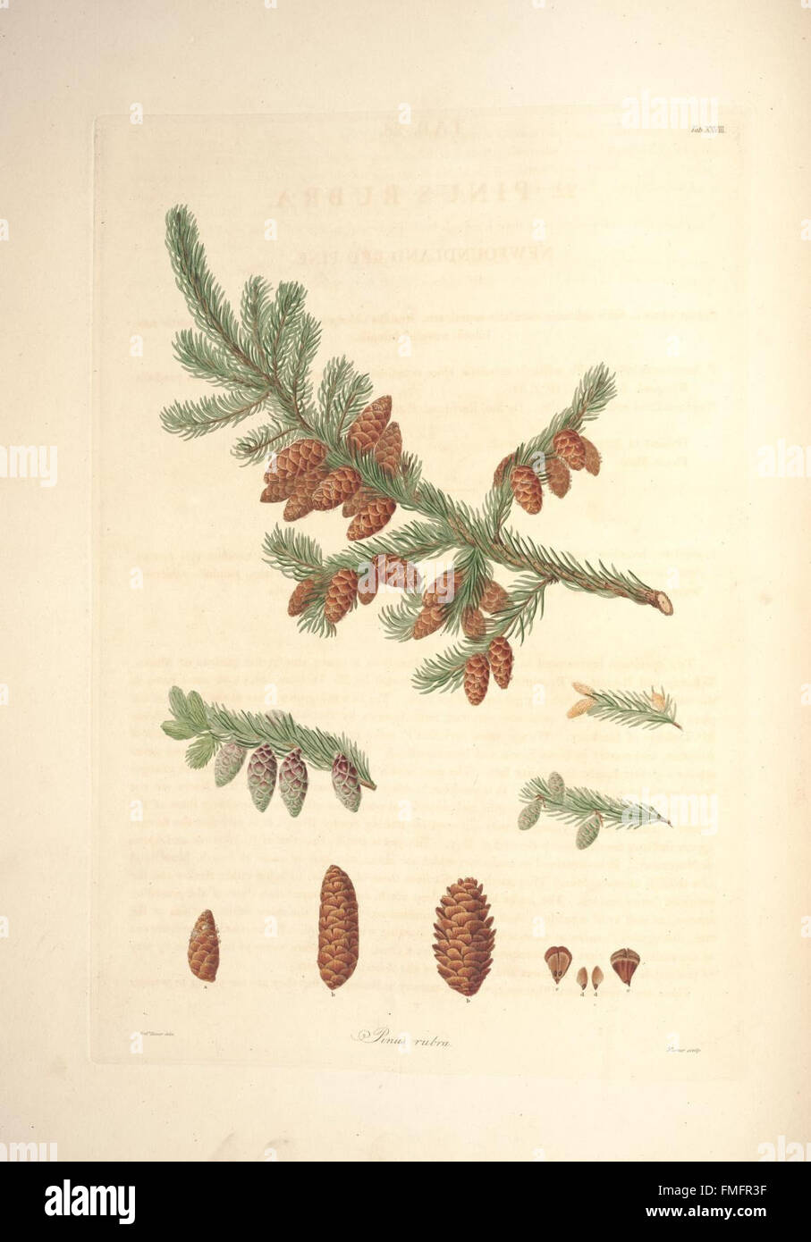 A description of the genus Pinus (Tab. XXVIII) Stock Photo