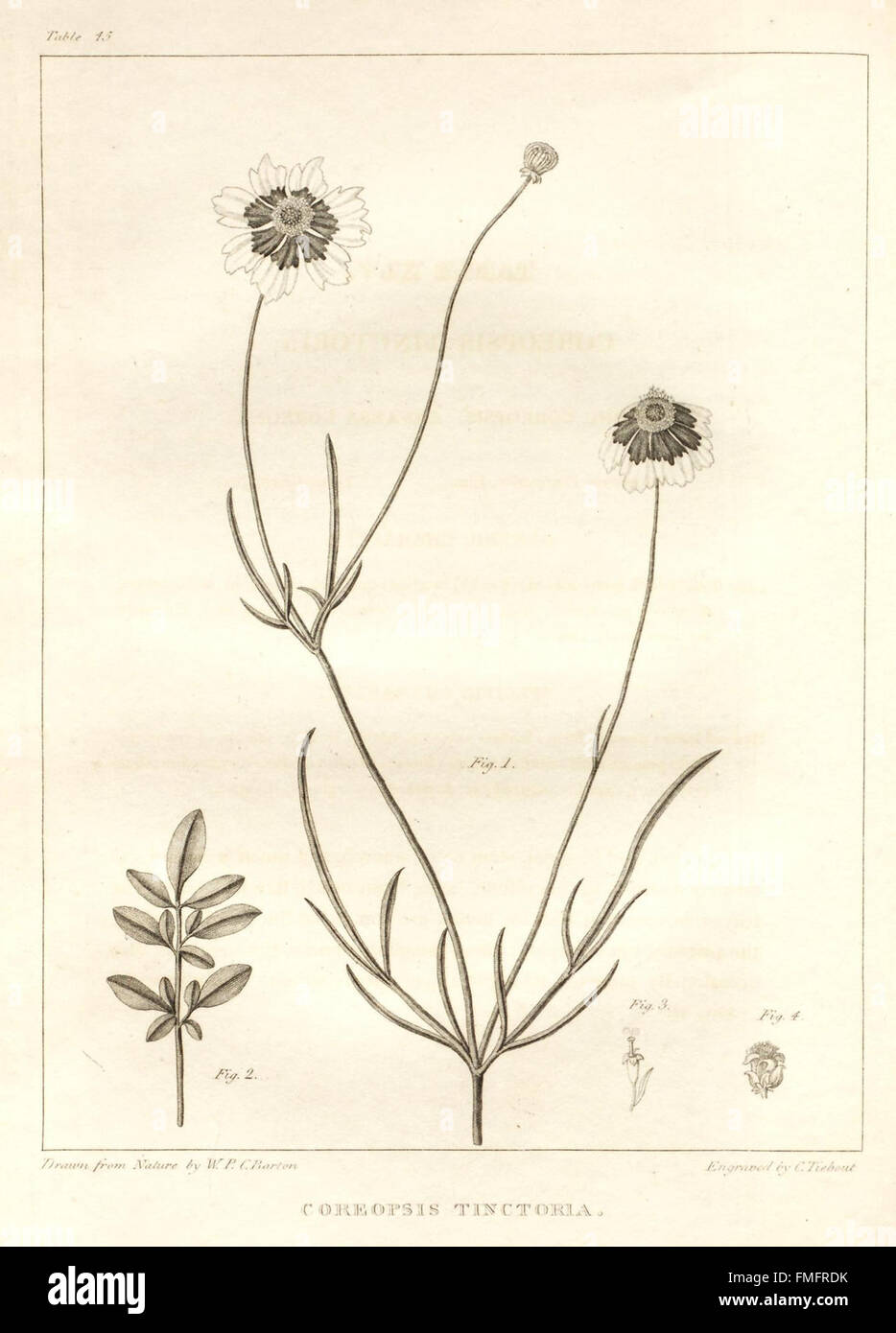 A flora of North America (Table 45 Stock Photo Alamy