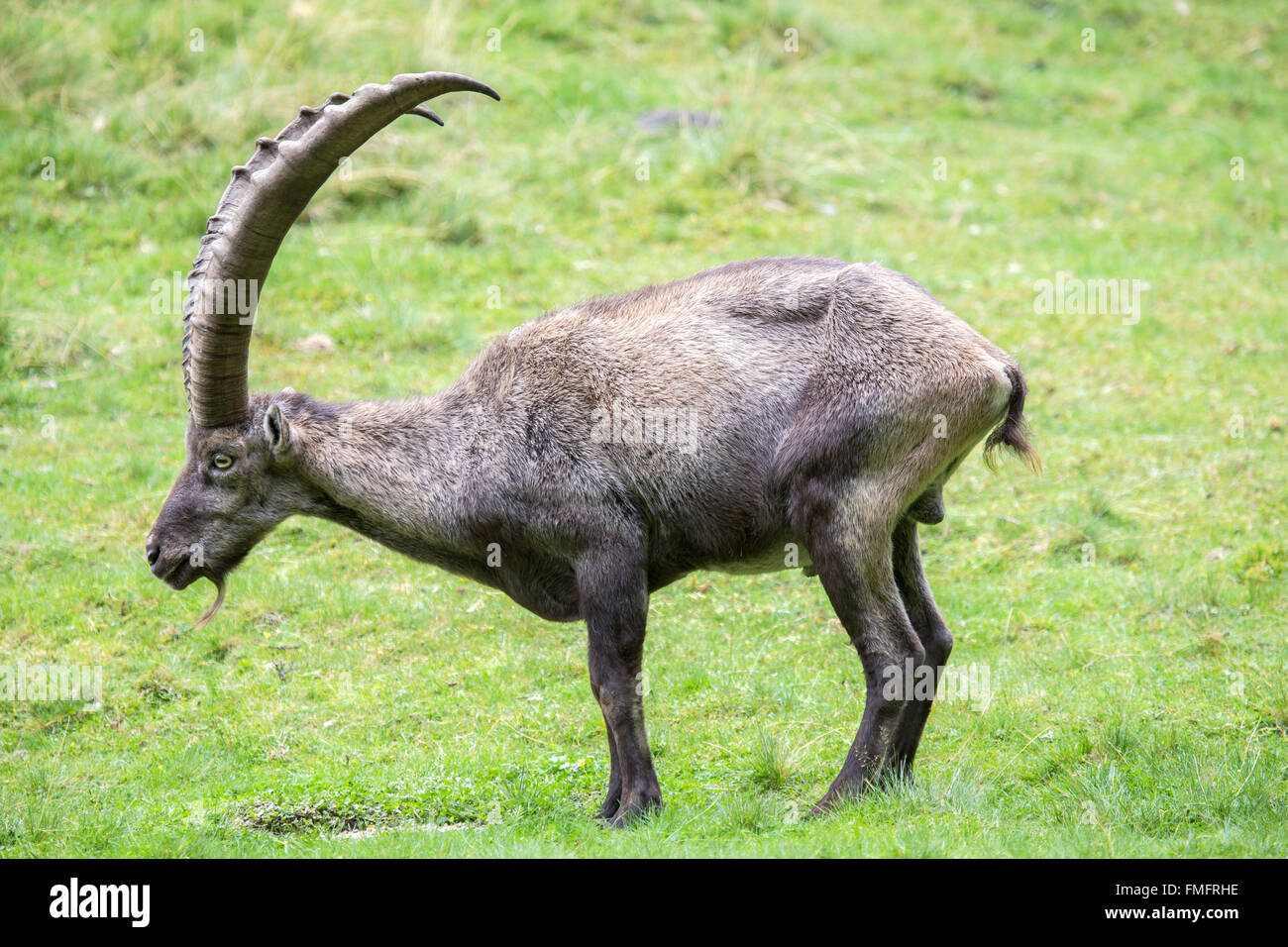 Male alpine ibex, Capra ibex, in a glade. This wild goat carries large and curved horns Stock Photo