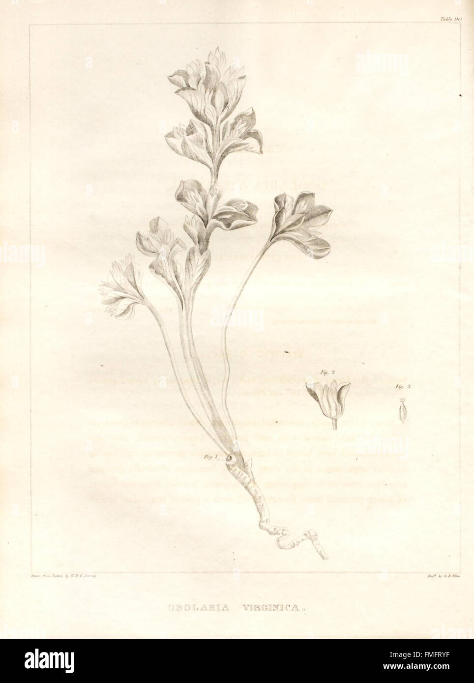 A flora of North America (Table 90 Stock Photo Alamy