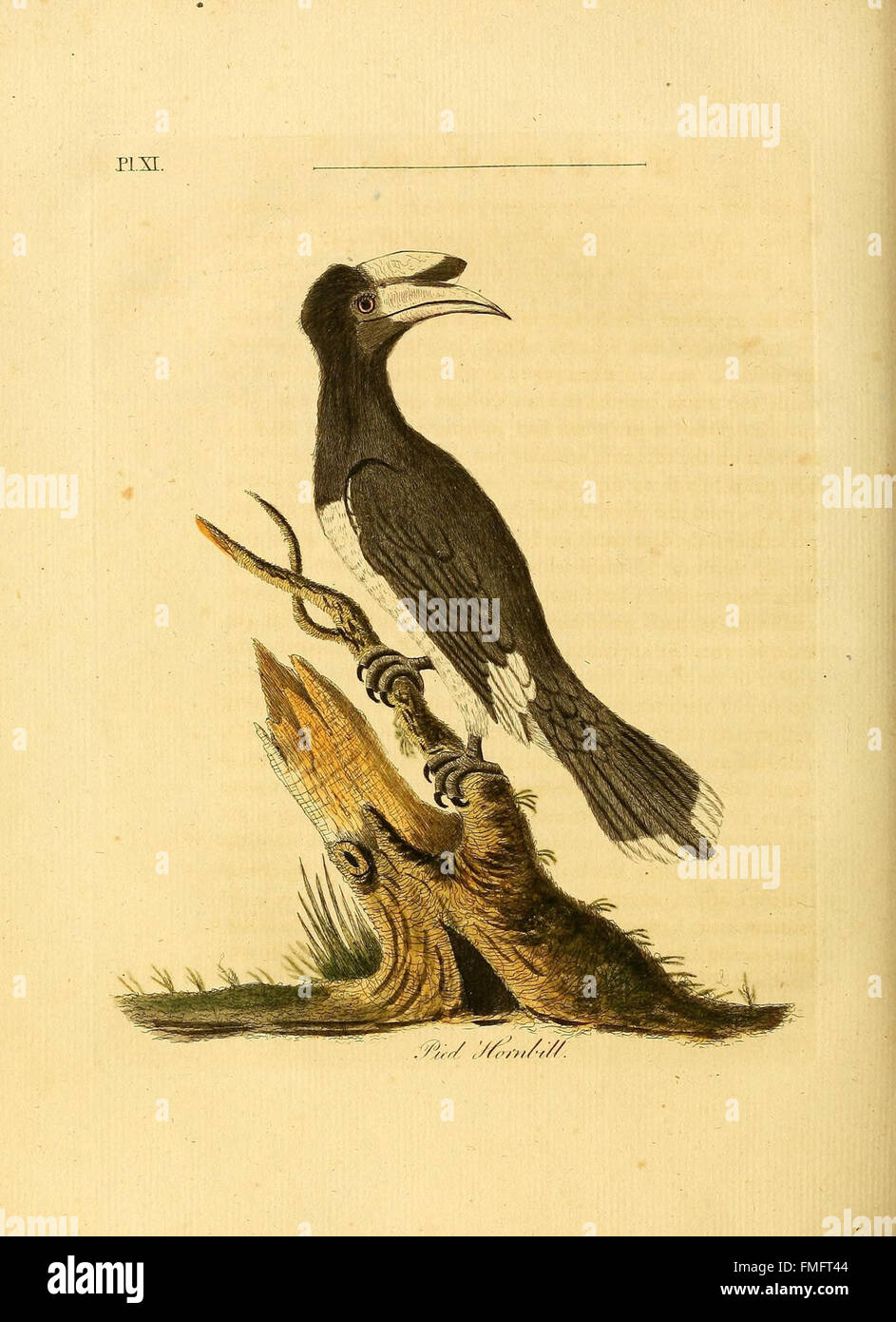 Plate XI from 'A General Synopsis of Birds' features illustrations of ...