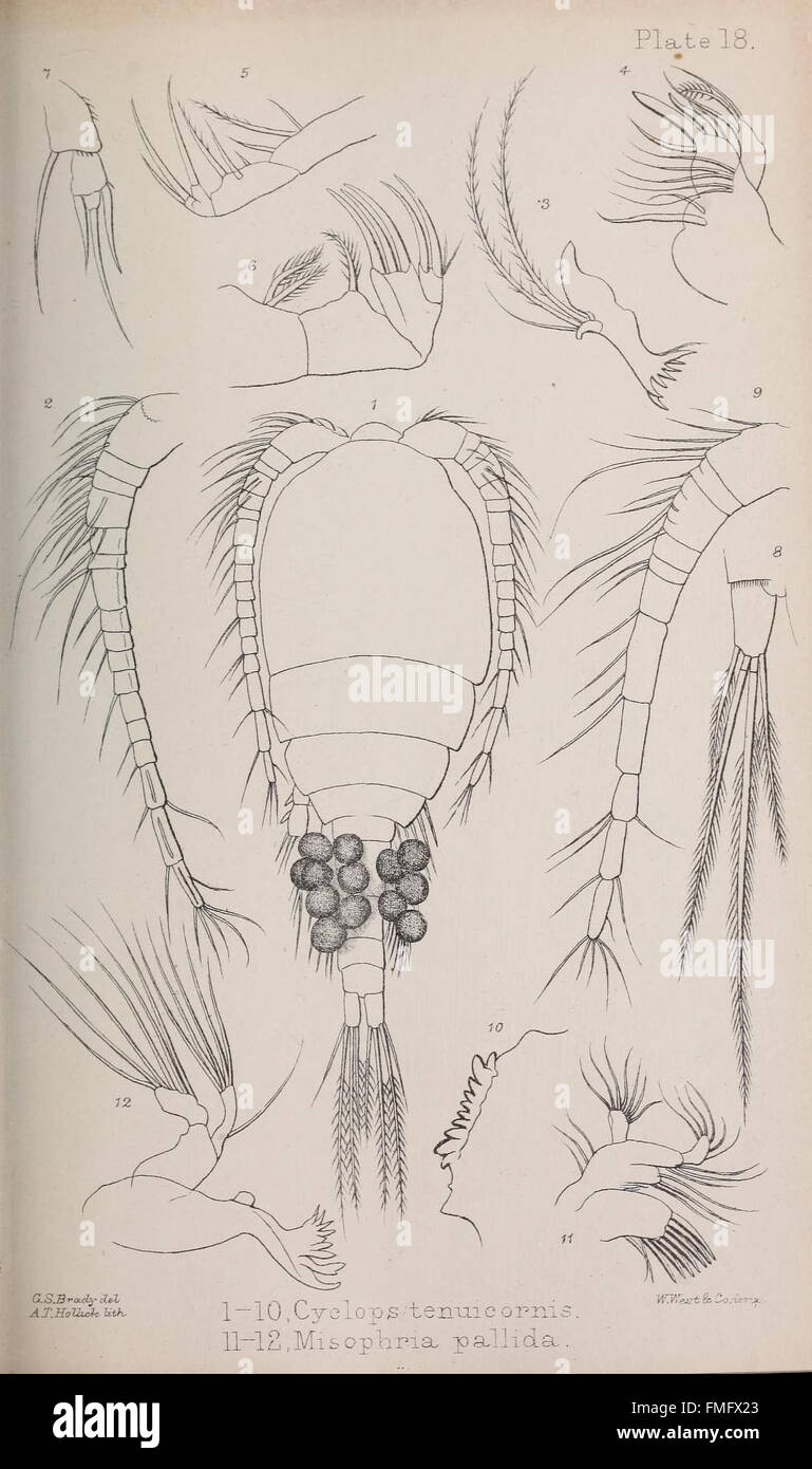 A monograph of the free and semi-parasitic Copepoda of the British islands (Plate XVIII) Stock Photo