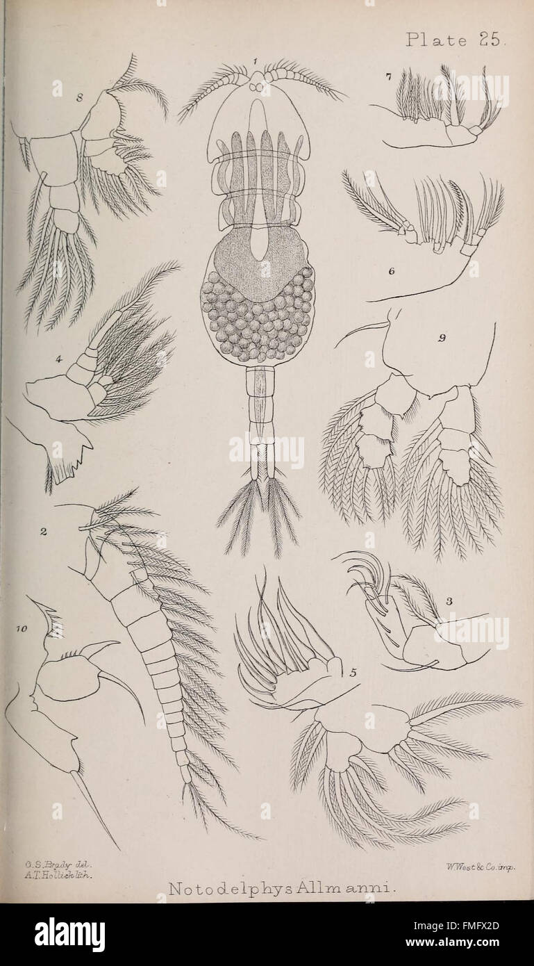 A monograph of the free and semi-parasitic Copepoda of the British islands (Plate XXV) Stock Photo