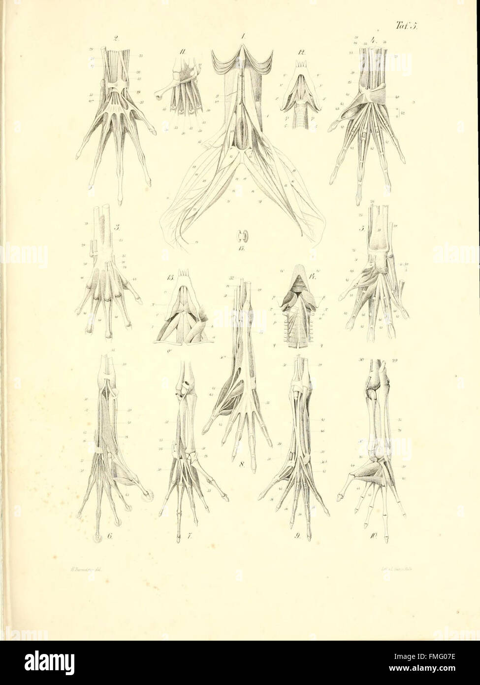 'Beitrage zur näheren Kenntnis der Gattung Tarsius' (Taf. 5) provides a detailed scientific description of the Tarsius genus, a group of small primates known for their unique physical features and behavioral traits, important for primatology studies. Stock Photo