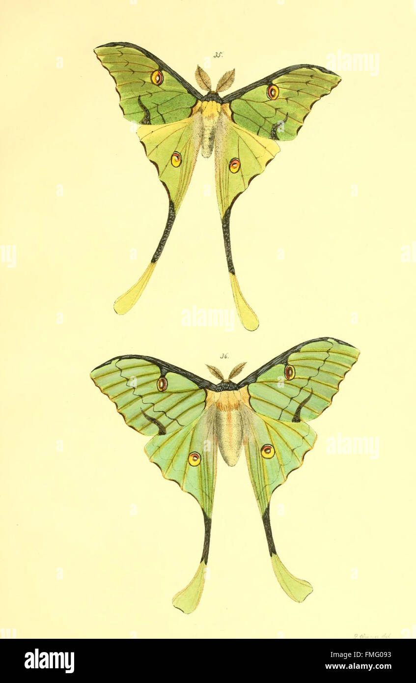 This work focuses on contributions to the study of butterflies ...